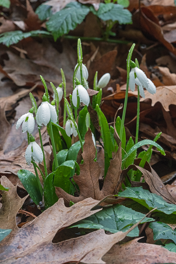 A clump of Galanthus ikariae, Ikaria, 25/2/16.
