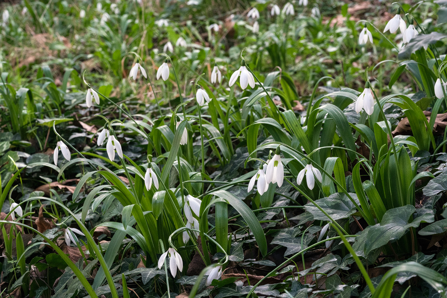 Galanthus ikariae, Ikaria, 25/2/16.