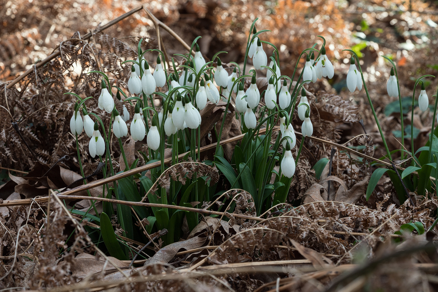 Galanthus ikariae, flowering through bracken. Ikaria, 25/2/16.