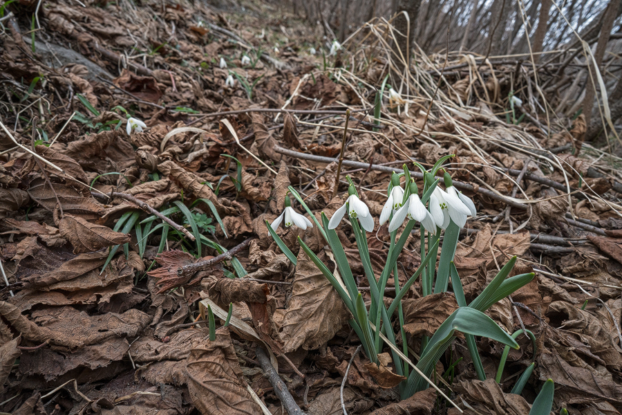 Galanthus koenenianus