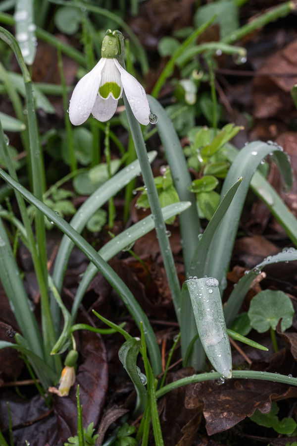 Galanthus nivalis, SE Slovenia, 29/2/16.