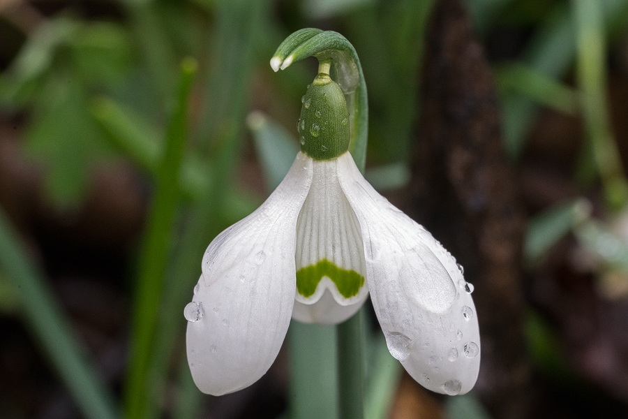 Galanthus nivalis, SE Slovenia, 29/2/16.