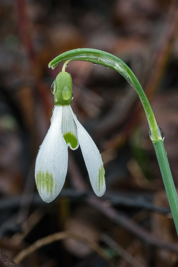 G. nivalis, Slovenia, 29/2/16.