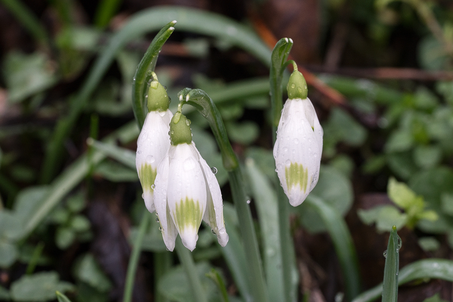G. nivalis, Slovenia, 29/2/16.