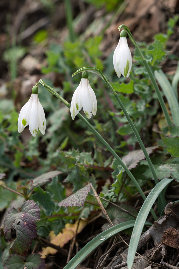 G. nivalis, Slovenia, 29/2/16.
