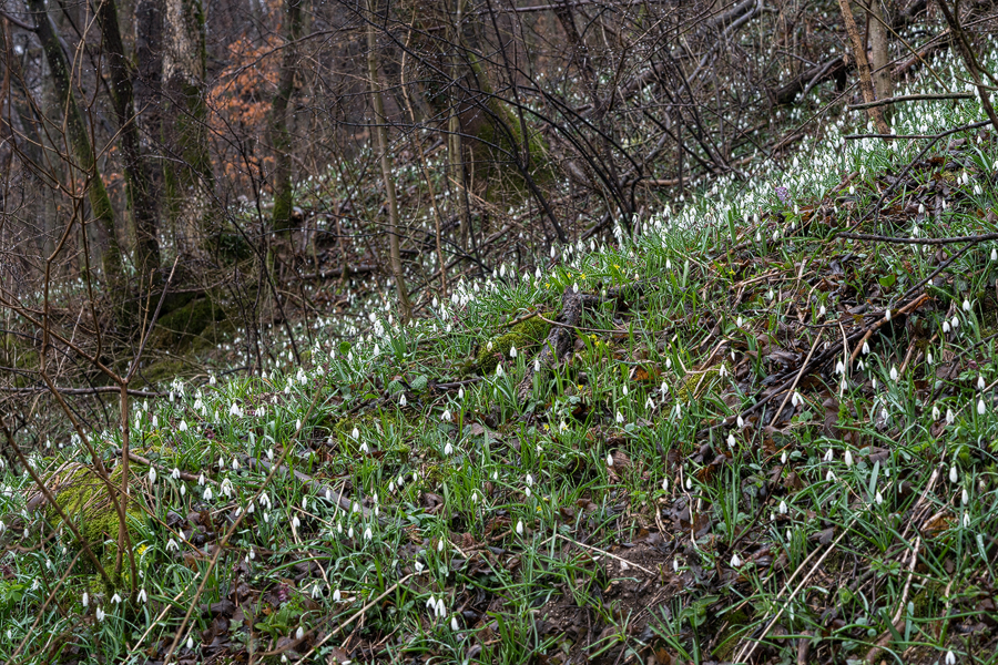 G. nivalis, Slovenia, 29/2/16.