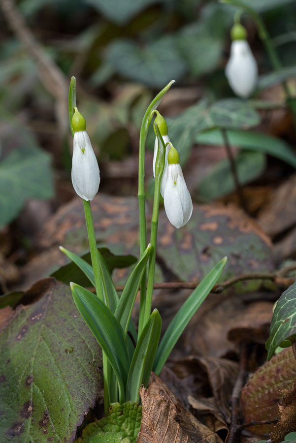 Galanthus plicatus. Lake Abant, 4/3/16.