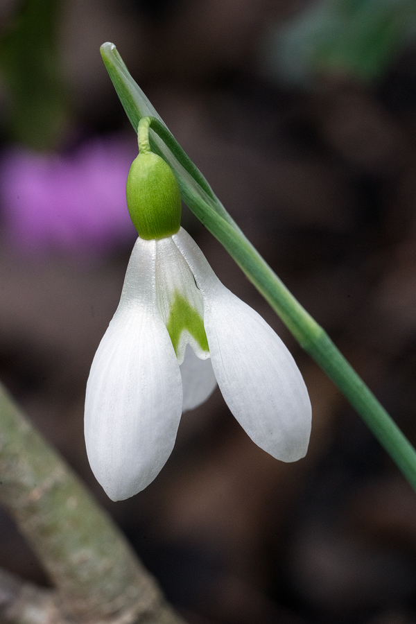 Galanthus plicatus. Lake Abant, 4/3/16.