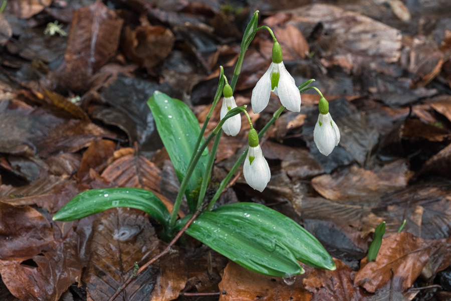 Forms of Galanthus plicatus with two scapes per bulb are very common in populations near Lake Abant. 4/3/16.