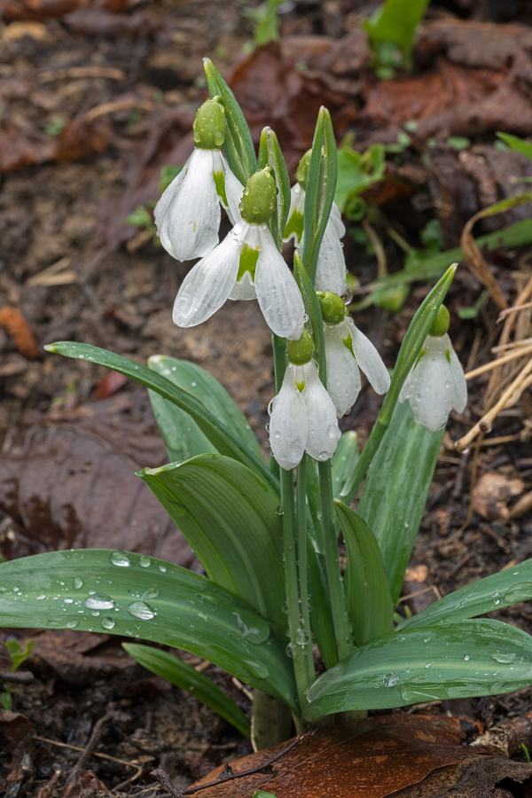 Galanthus plicatus, Lake Abant, 4/3/16. Note broad, rather prostrate foliage.