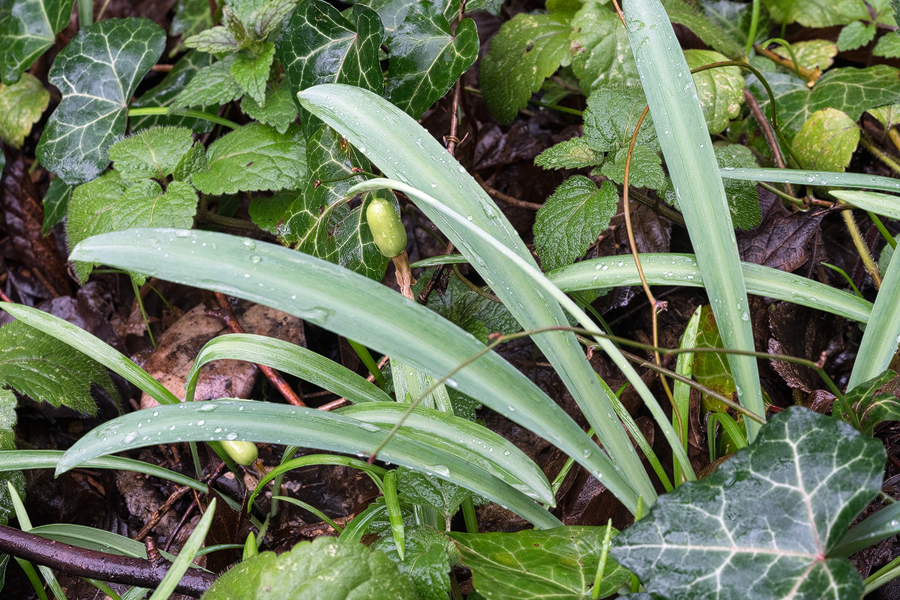 Galanthus plicatus subsp. byzantinus. East of Bosphorus, 3/2/16. Note pleated appearance of mature leaves.