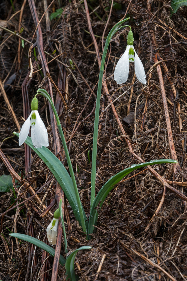 Galanthus plicatus subsp. byzantinus. Near Izmit, 3/3/16.