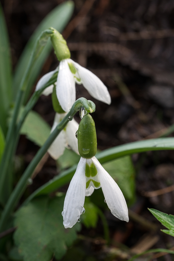 Galanthus plicatus subsp. byzantinus. Near Izmit, 3/3/16.