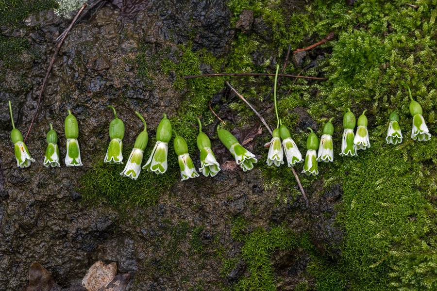 Variation in inner segment markings, Galanthus plicatus subsp. byzantinus. East of Bosphorus, 3/2/16.