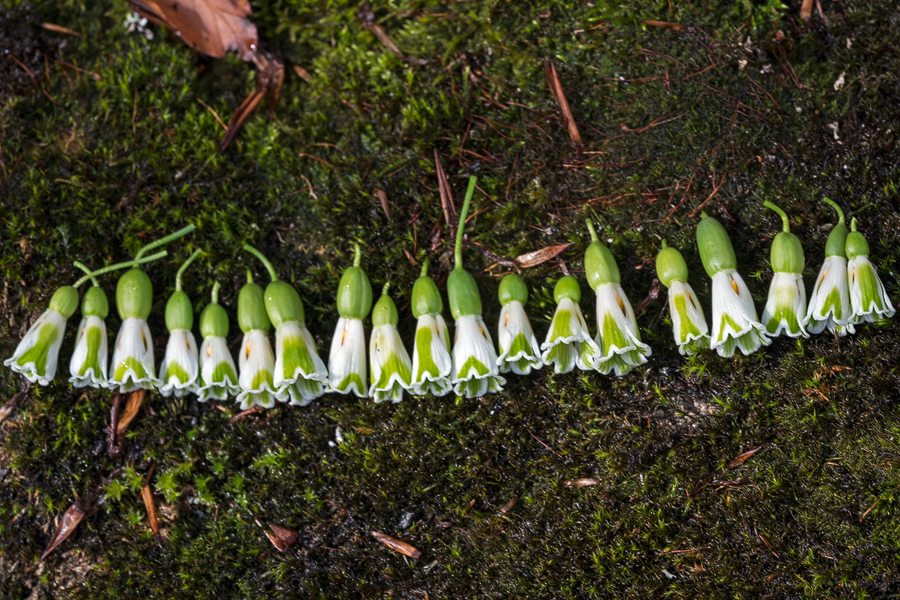 Variation in inner segment markings. Galanthus plicatus. Lake Abant, 4/3/16.