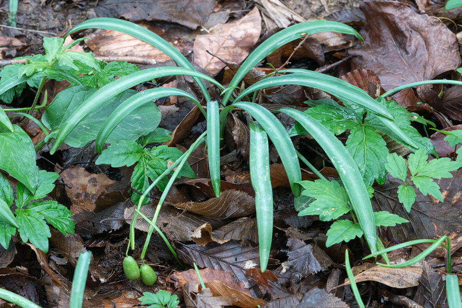 Galanthus plicatus at the type location for G. melihae. NW Turkey, 4/3/16.