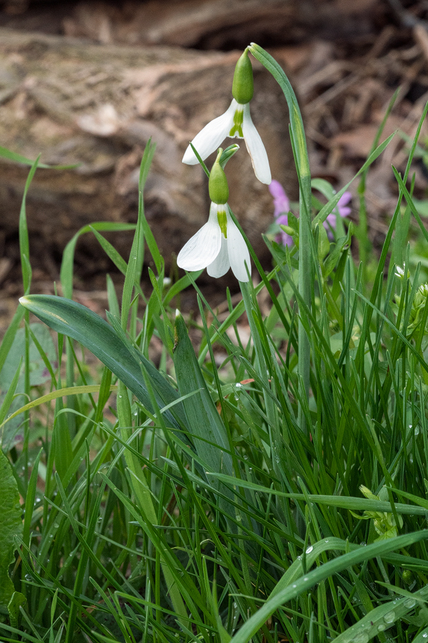 Galanthus plicatus at the type location for G. melihae. NW Turkey, 4/3/16.