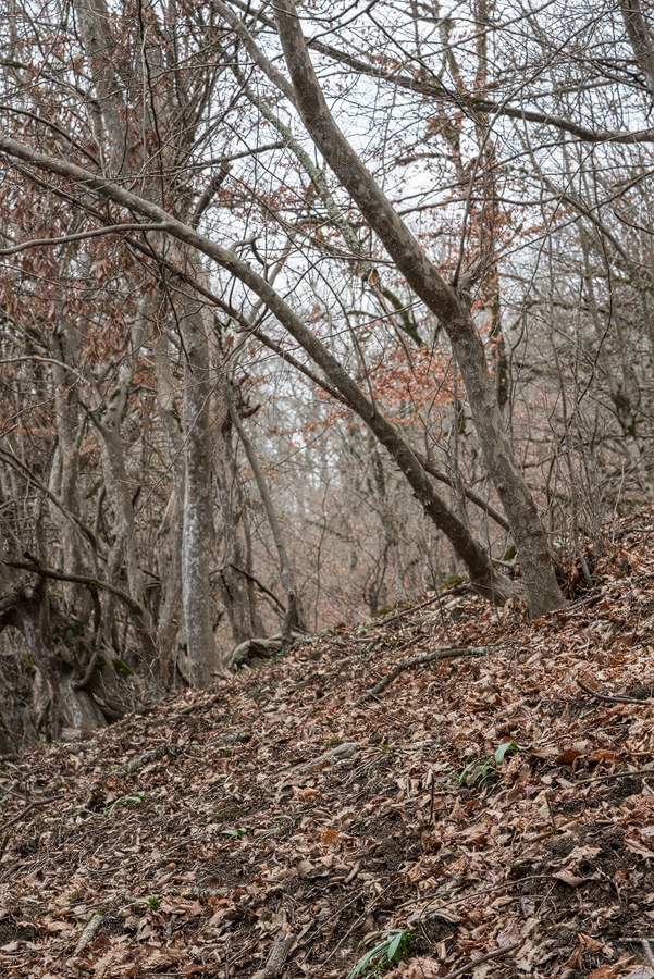 Galanthus transcaucasicus habitat. Mixed broadleaf forest, c. 500m. Lenkaran - Lerik, Azerbaijan, 17/2/16.