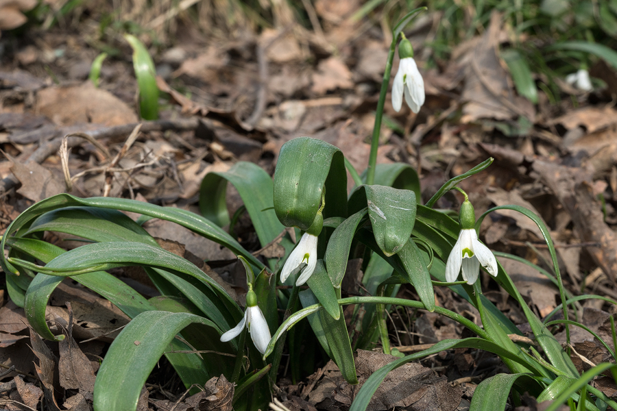 Galanthus transcaucasicus, almost finished flowering, near Lenkaran, southern Azerbaijan, 130m, 16/2/16.
