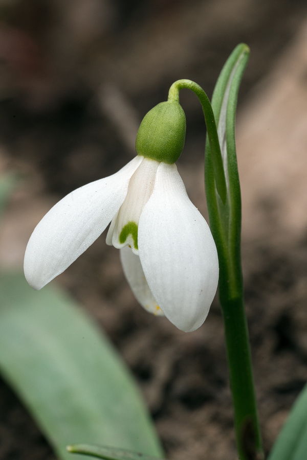 Galanthus transcaucasicus. Variation in flower shape and inner segment marking. Southern Azerbaijan, 17/2/16.
