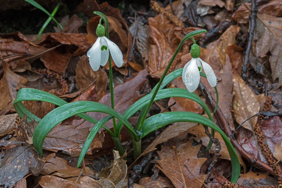 Galanthus transcaucasicus from a population still flowering close to sea level. Southern Azerbaijan, 18/2/16.
