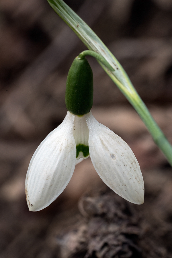 Galanthus transcaucasicus. Variation in flower shape and inner segment marking. Southern Azerbaijan, 17/2/16.