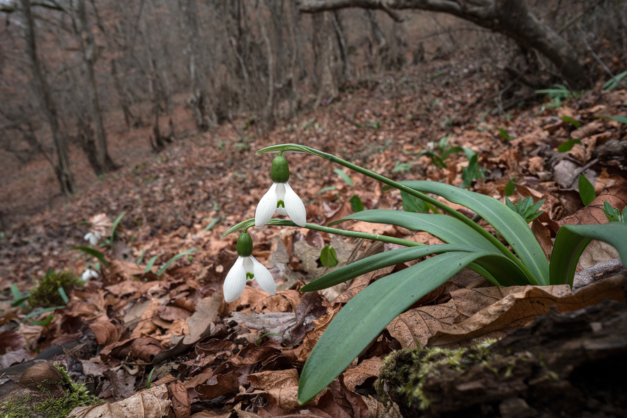Galanthus transcaucasicus in mixed deciduous forest, c. 500m, Lenkaran - Lerik, Azerbaijan, 17/2/16.