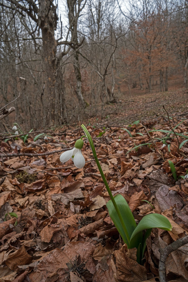 A typically curvaseous, big-bottomed flower of Galanthus transcaucasicus. Southern Azerbaijan, 17/2/16.