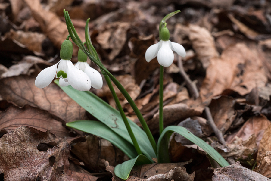 Galanthus transcaucasicus. Variation in flower shape and inner segment marking. Southern Azerbaijan, 17/2/16.