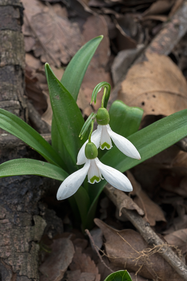 Galanthus transcaucasicus. Variation in flower shape and inner segment marking. Southern Azerbaijan, 17/2/16.