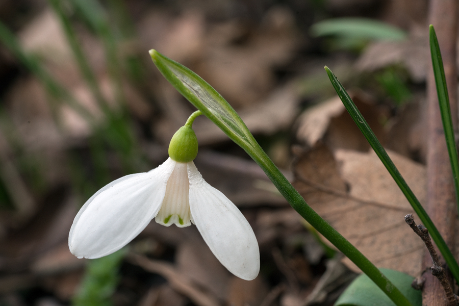 Galanthus transcaucasicus. Variation in flower shape and inner segment marking. Southern Azerbaijan, 17/2/16.