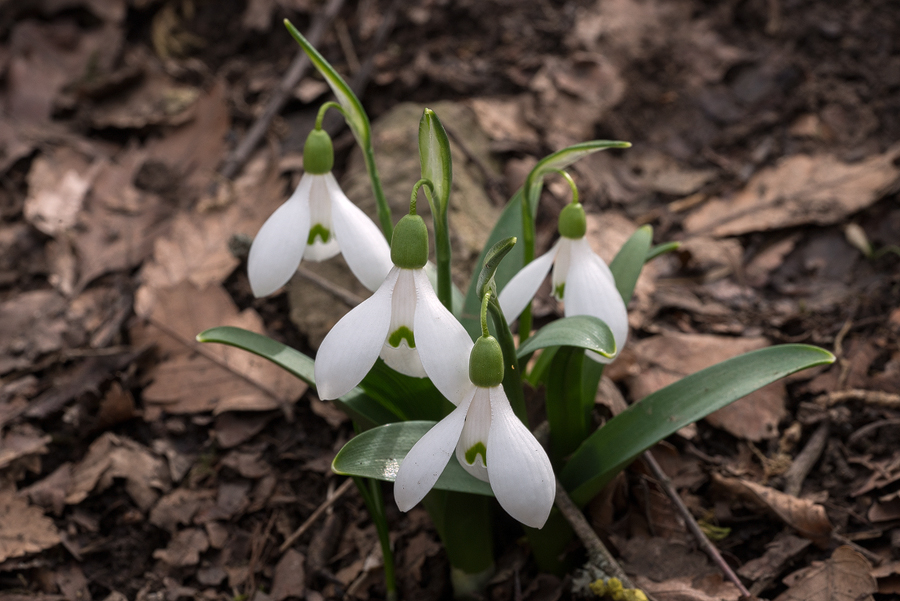 Galanthus transcaucasicus. Variation in flower shape and inner segment marking. Southern Azerbaijan, 17/2/16.