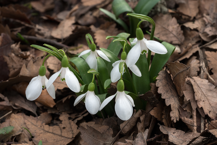 A small clump of Galanthus transcaucasicus. Most occurred as single bulbs or twos and threes. Southern Azerbaijan, 17/2/16.