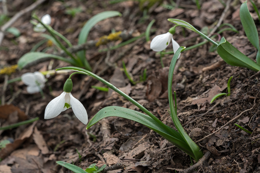 A relatively narrow-leafed form of Galanthus transcaucasicus, southern Azerbaijan, 17/2/16.
