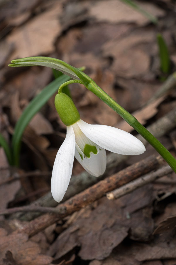 Galanthus transcaucasicus. Variation in flower shape and inner segment marking. Southern Azerbaijan, 17/2/16.