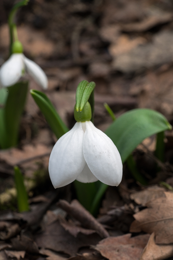 A particularly chubby, Rubensesque flower of Galanthus trnascaucasicus. Southern Azerbaijan, 17/2/16.