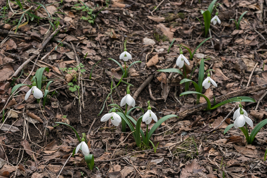 A typical part of a Galanthus transcaucasicus colony, with plants growing as single bulbs ot in groups of two or three. Southern Azerbaijan, 17/2/16.