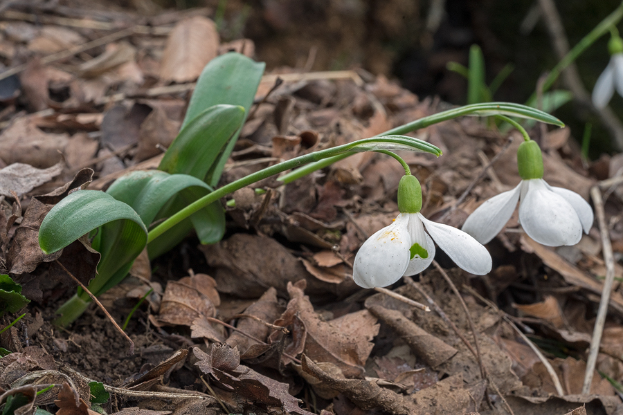 Shapely flowers on Galanthus transcaucasicus, southern Azerbaijan, 17/2/16.