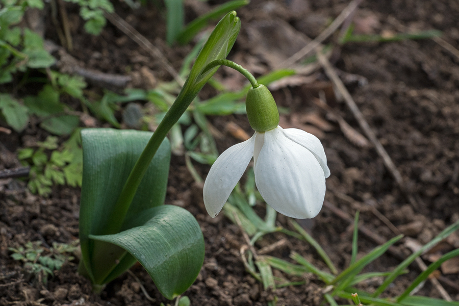 Clearly supervolute vernation in Galanthus transcaucasicus, southern Azerbaijan, 17/2/16.