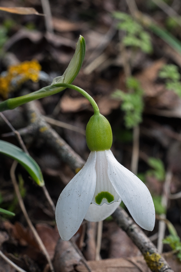 Galanthus transcaucasicus. Variation in flower shape and inner segment marking. Southern Azerbaijan, 17/2/16.
