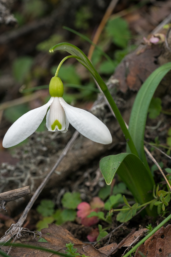 Galanthus transcaucasicus. Variation in flower shape and inner segment marking. Southern Azerbaijan, 17/2/16.