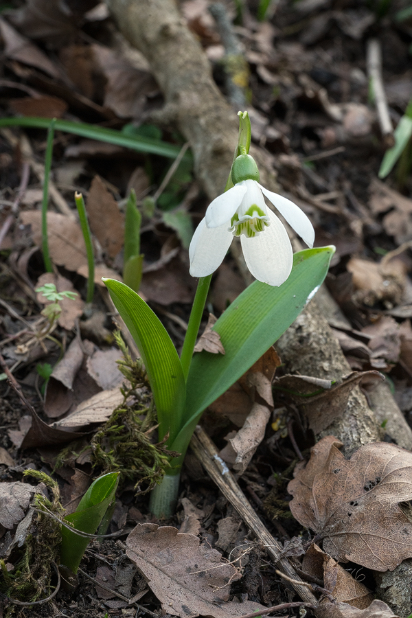 An example of Galanthus transcaucasicus with four outer and four inner segments. Southern Azerbaijan, 17/2/16.