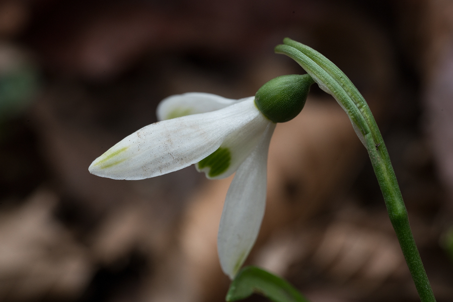 A rare example of Galanthus transcaucasicus with faint green smudges on the outer segments. Southern Azerbaijan, 17/2/16.