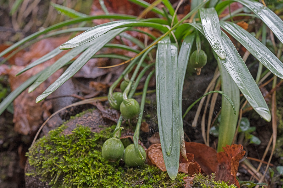 Developing fruits on Galanthus transcaucasicus. Southern Azerbaijan, c. 250m, 18/2/15.