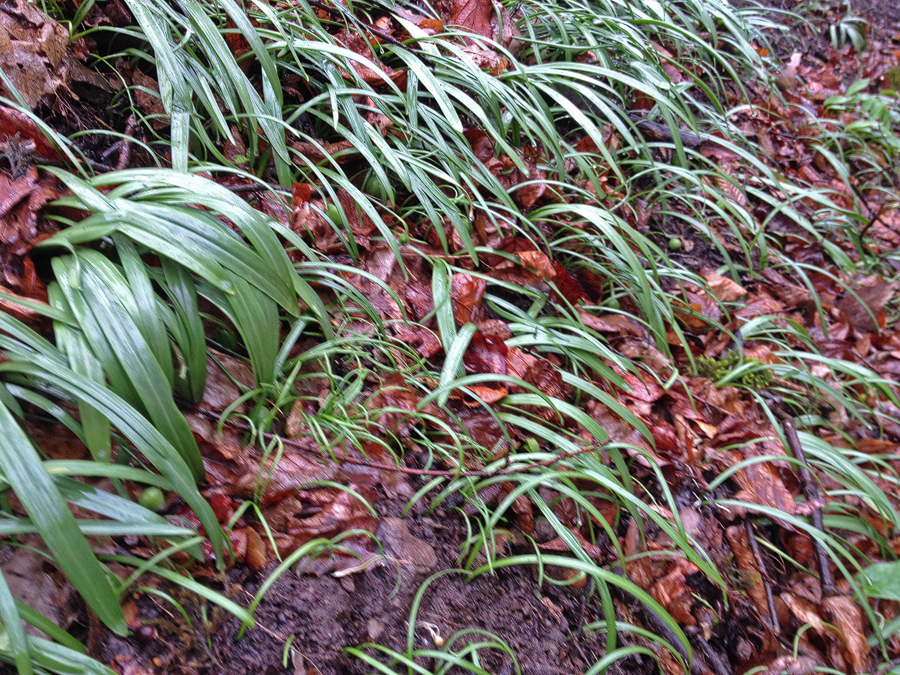 Galanthus transcaucasicus seedlings of various ages emerging and germinating on a steep slope. Southern Azerbaijan, 18/2/16.