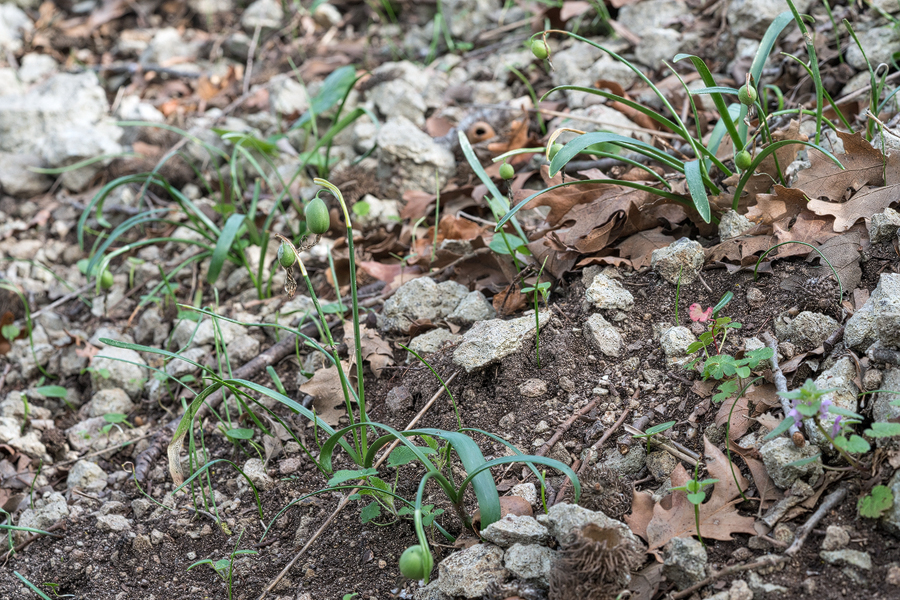 Galanthus trojanus, setting seed, 8/3/16, NW Turkey.