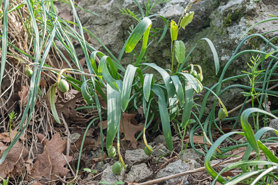 Galanthus trojanus, long past flowering, 6/3/16.