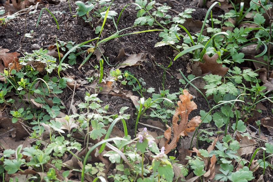 Seed germination and young seedlings of Galanthus trojanus, 8/3/16, NW Turkey.