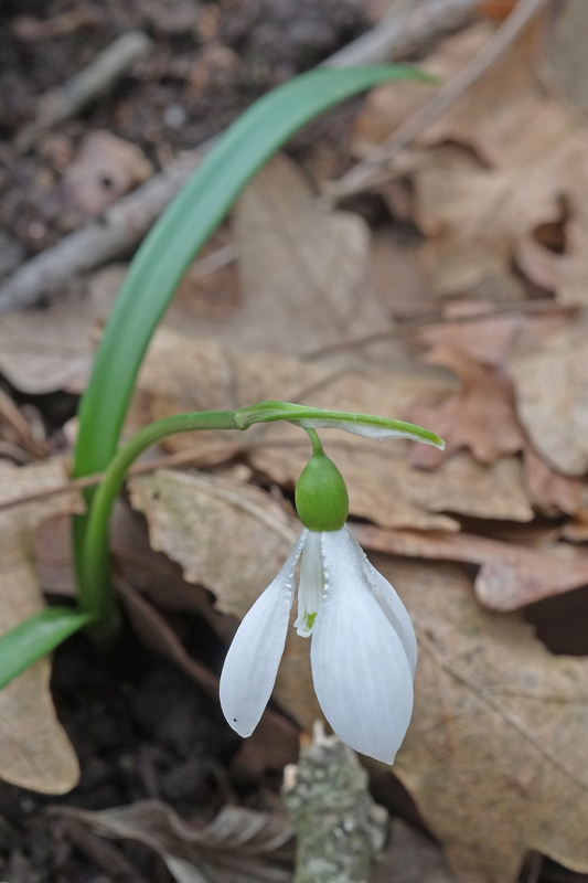 Galanthus trojanus, flowering March 2015, right at the end of the populations's flowering season. NW Turkey.
