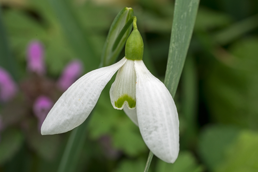 Galanthus x valentenei nothosubsp. sublicatus, Thrace, 2/3/16. Variation in flower shape and markings.
